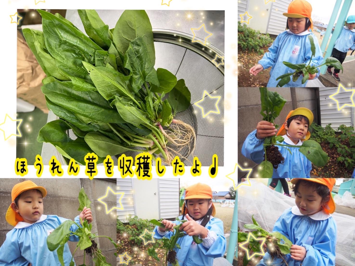 ほうれん草を収穫したよ♩✨