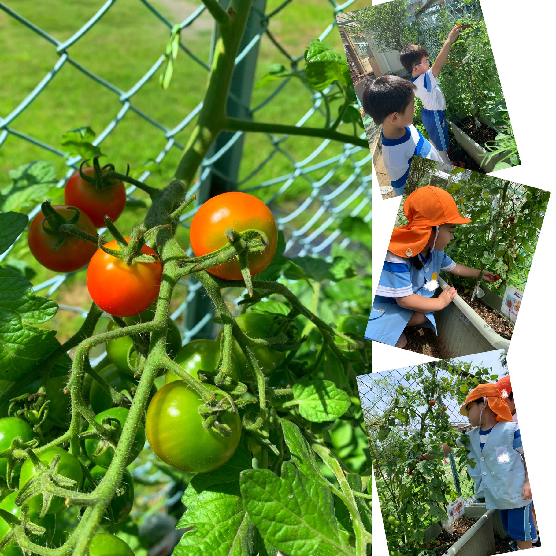 トマト収穫🍅✨