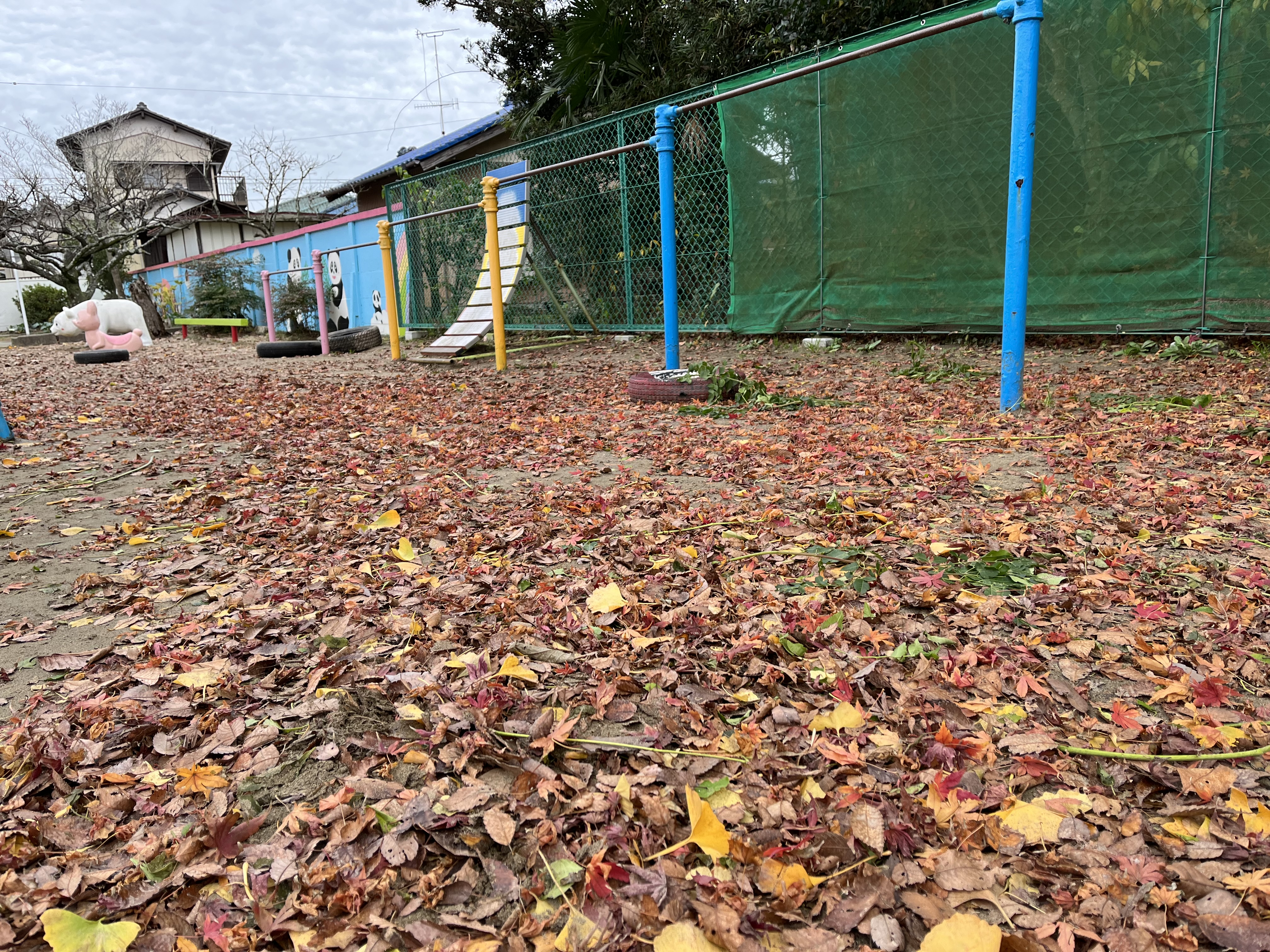 落ち葉の絨毯🍁🍂🍃