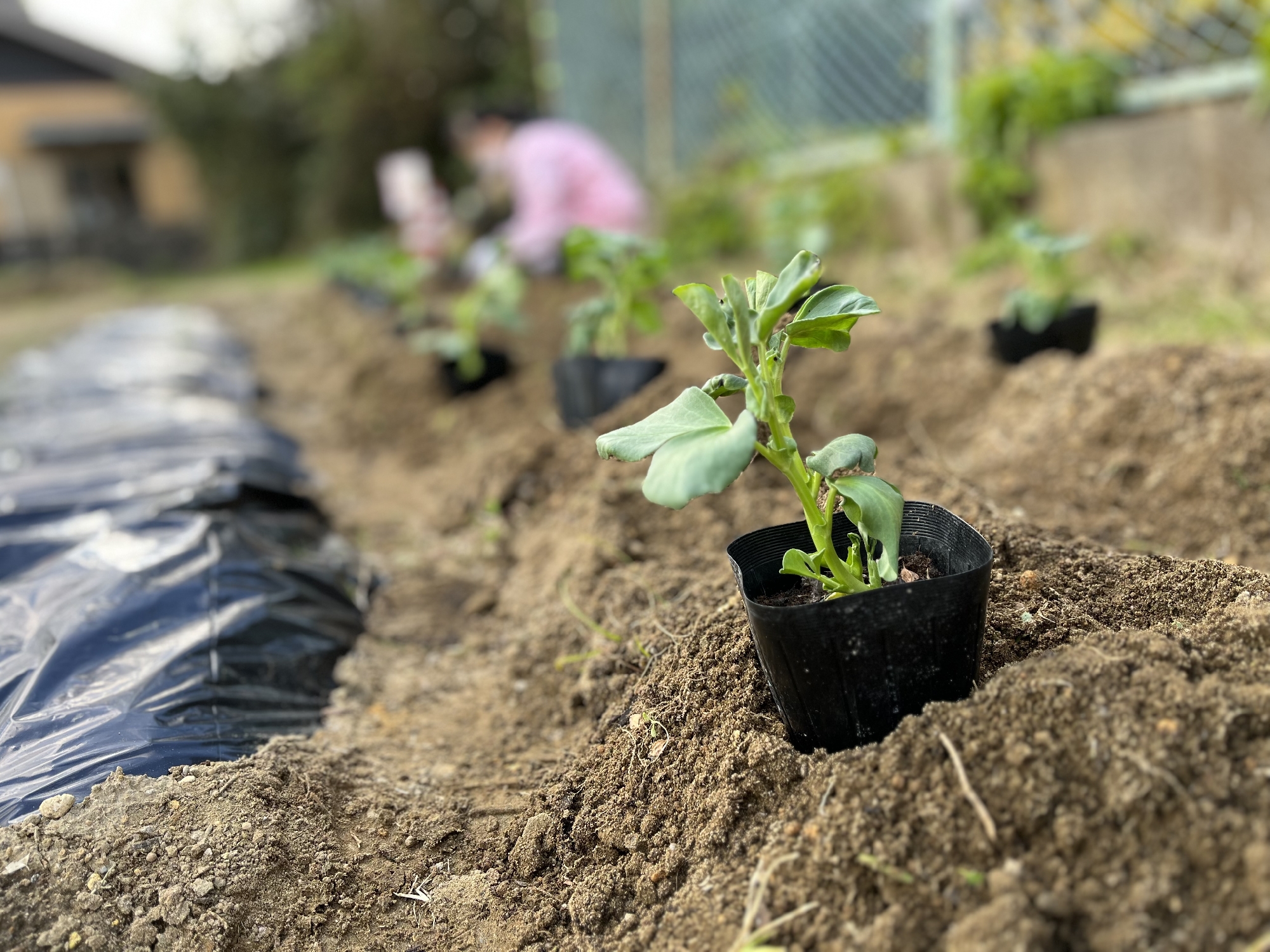 畑へお引っ越し🌱