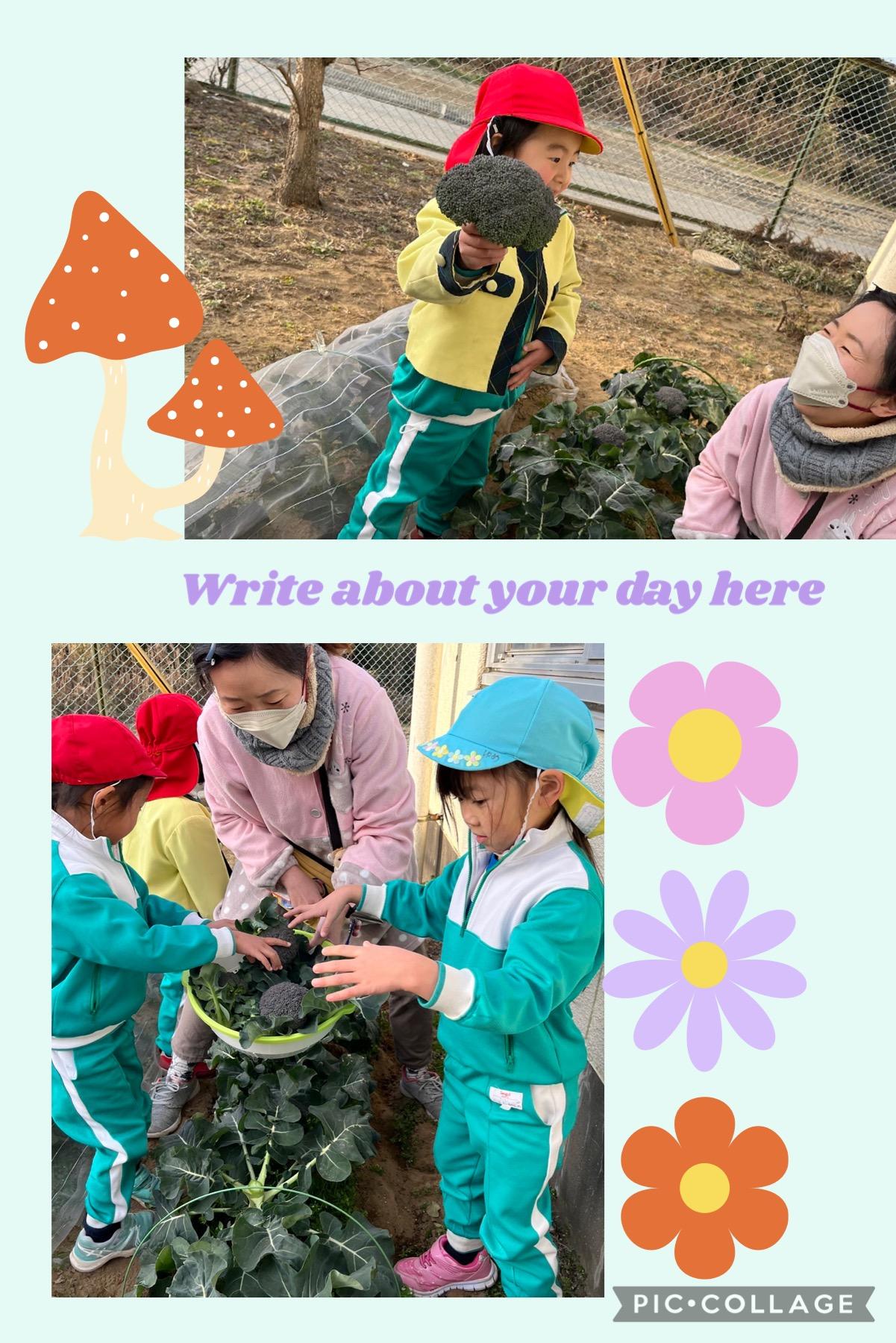 🥦ブロッコリー収穫🥦
