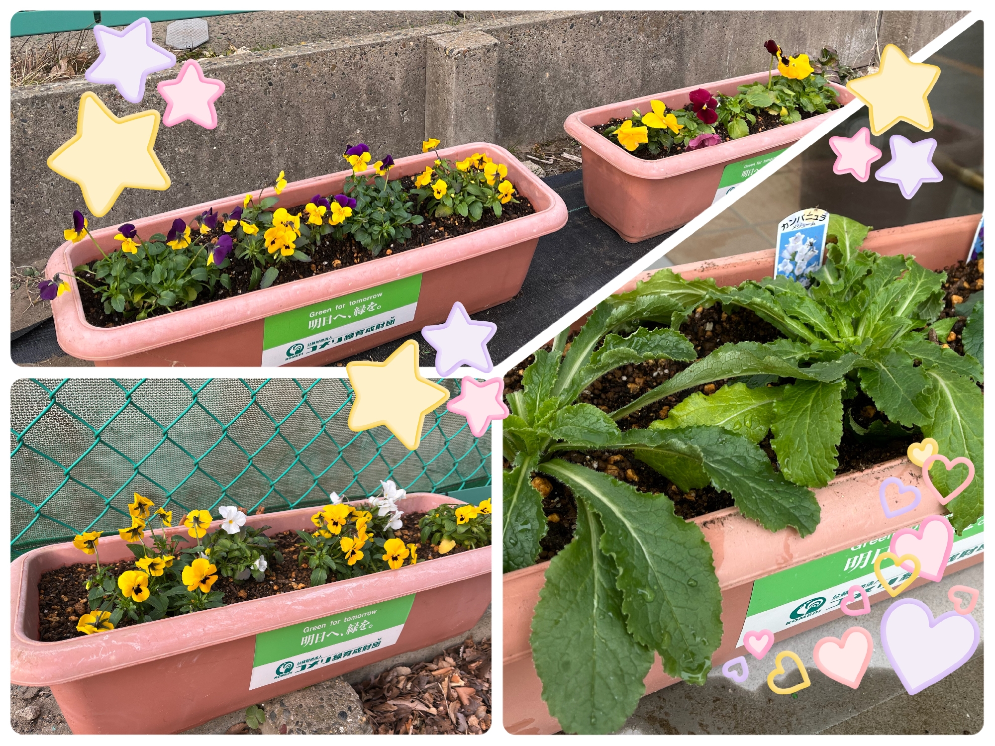 お花🌼ありがとうございました✨