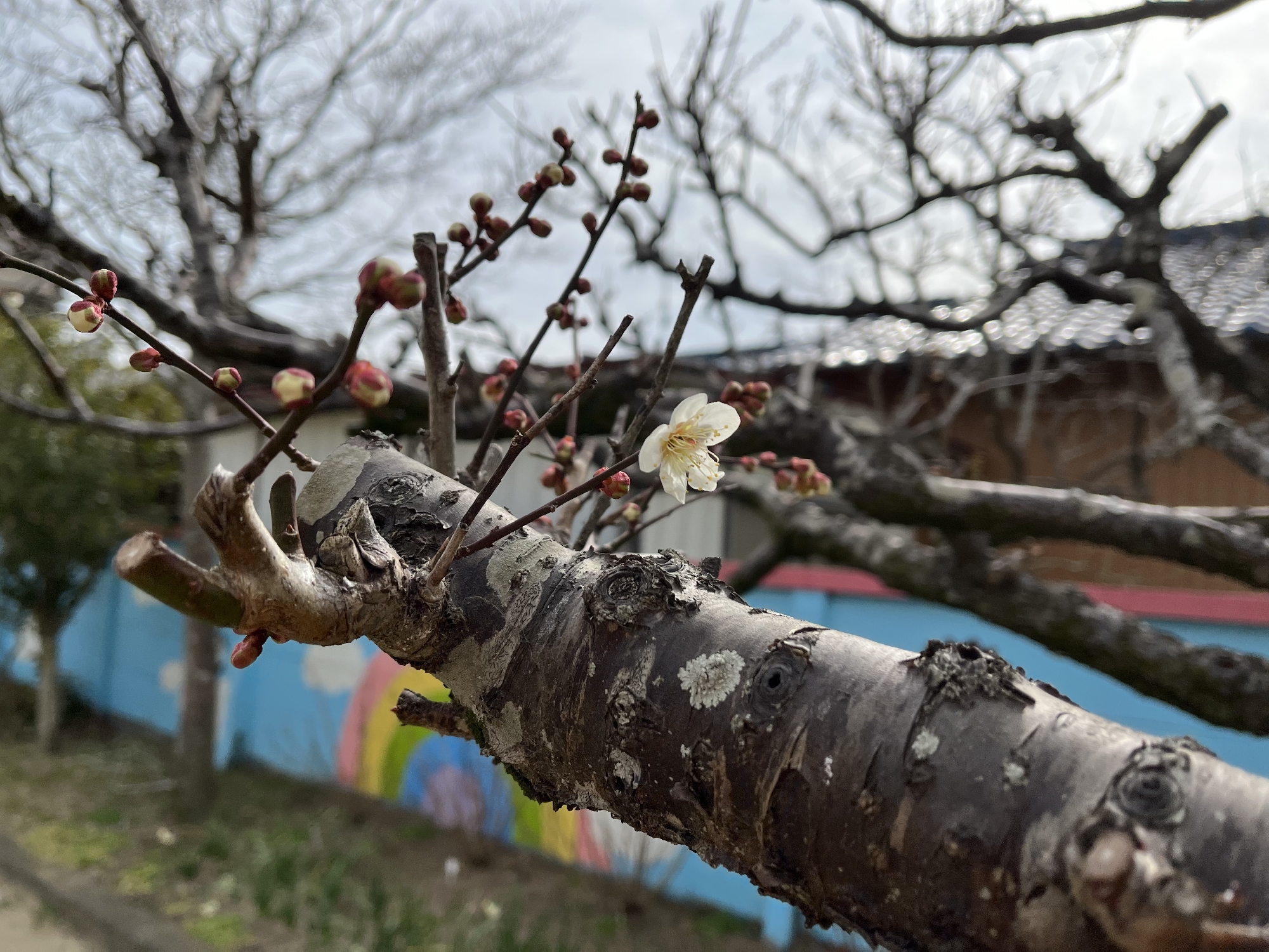 開花☺️
