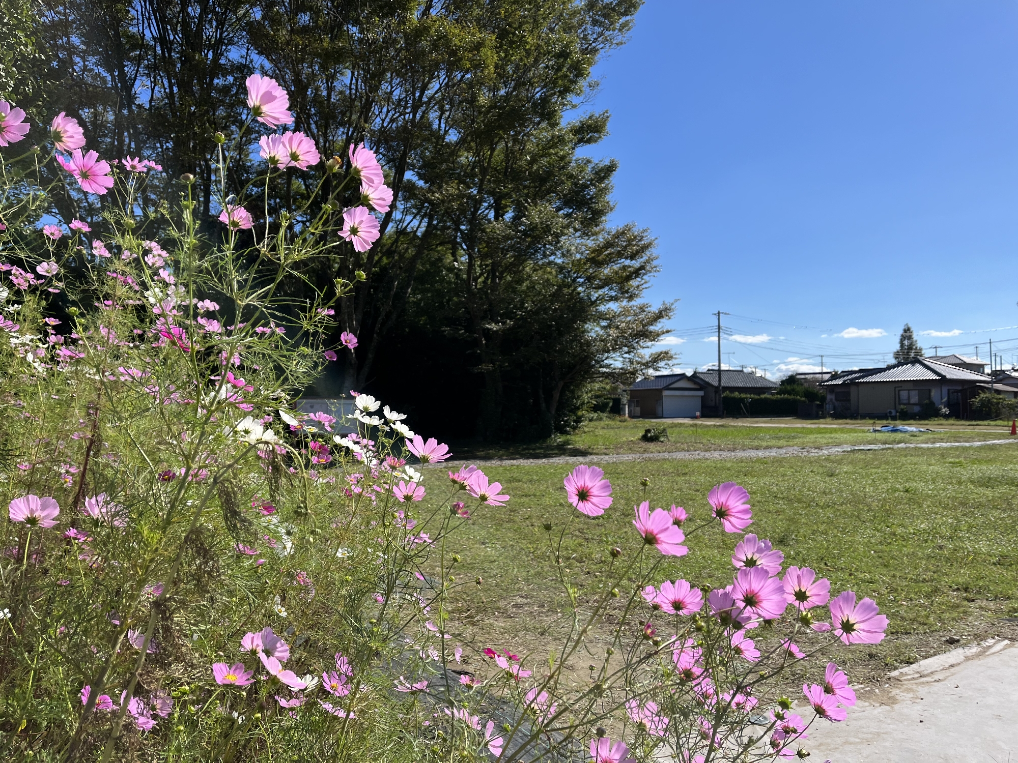 いい天気🌸✨