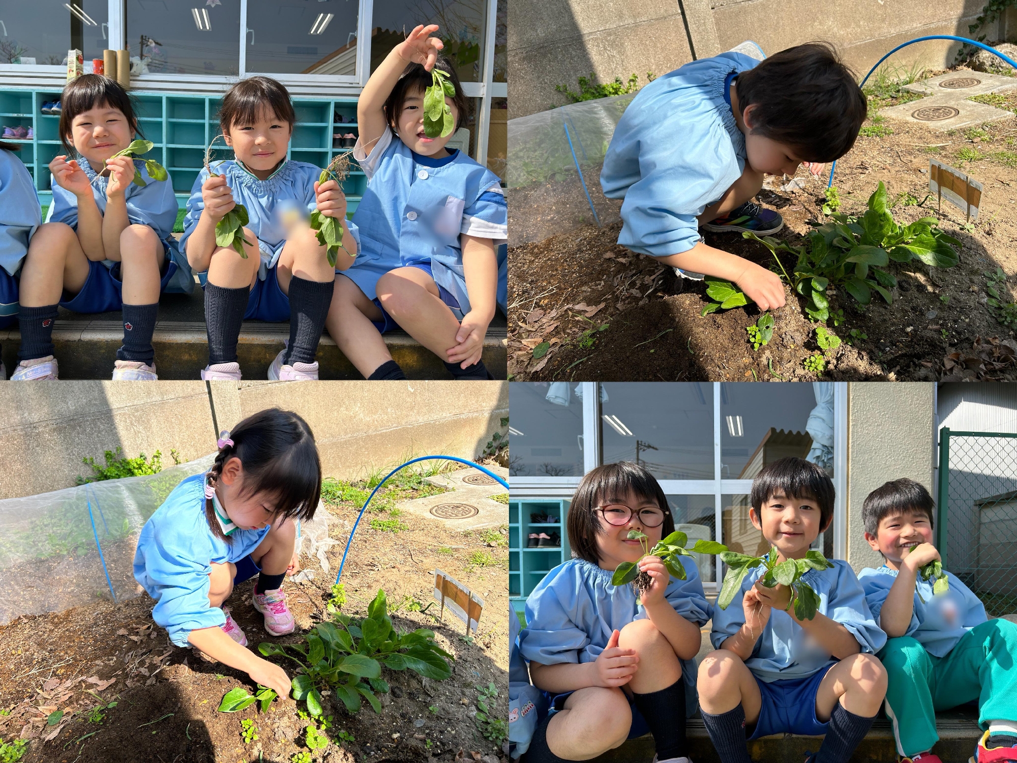 ほうれん草収穫☺️