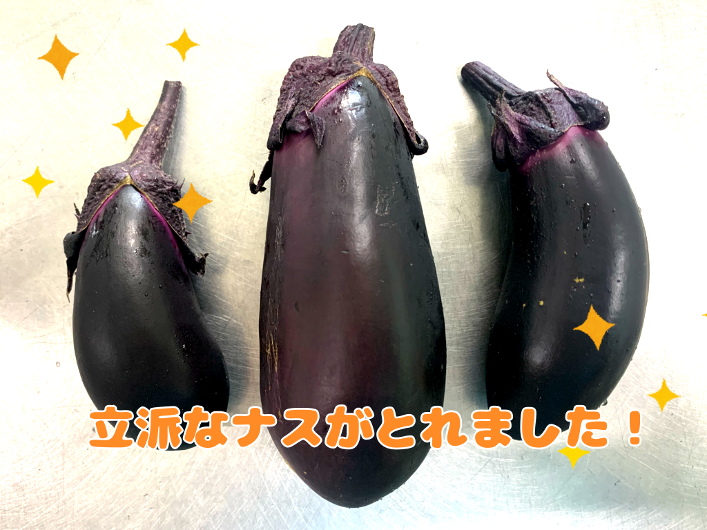 ナスの収穫🍆✨️