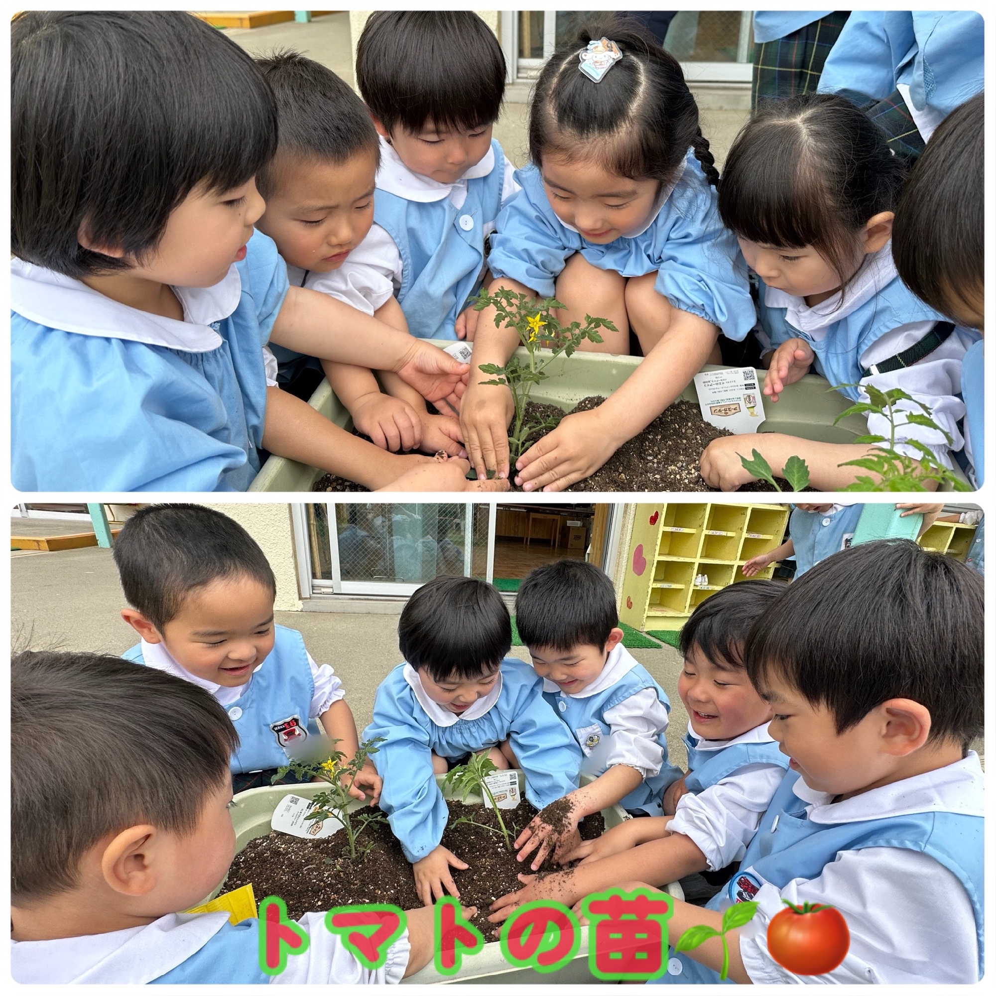 トマト🍅ピーマン🫑の苗植え