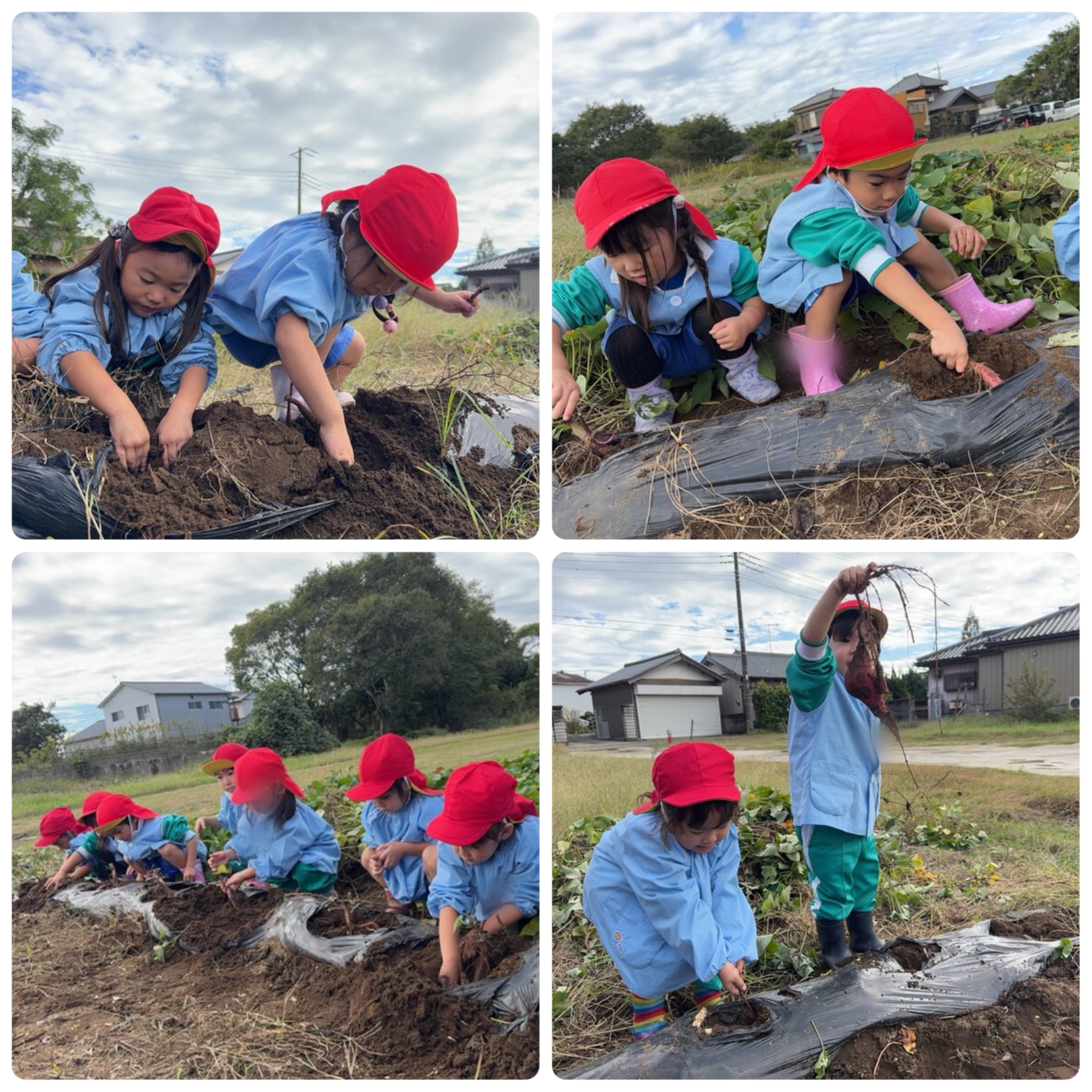 🔴さつまいも掘り