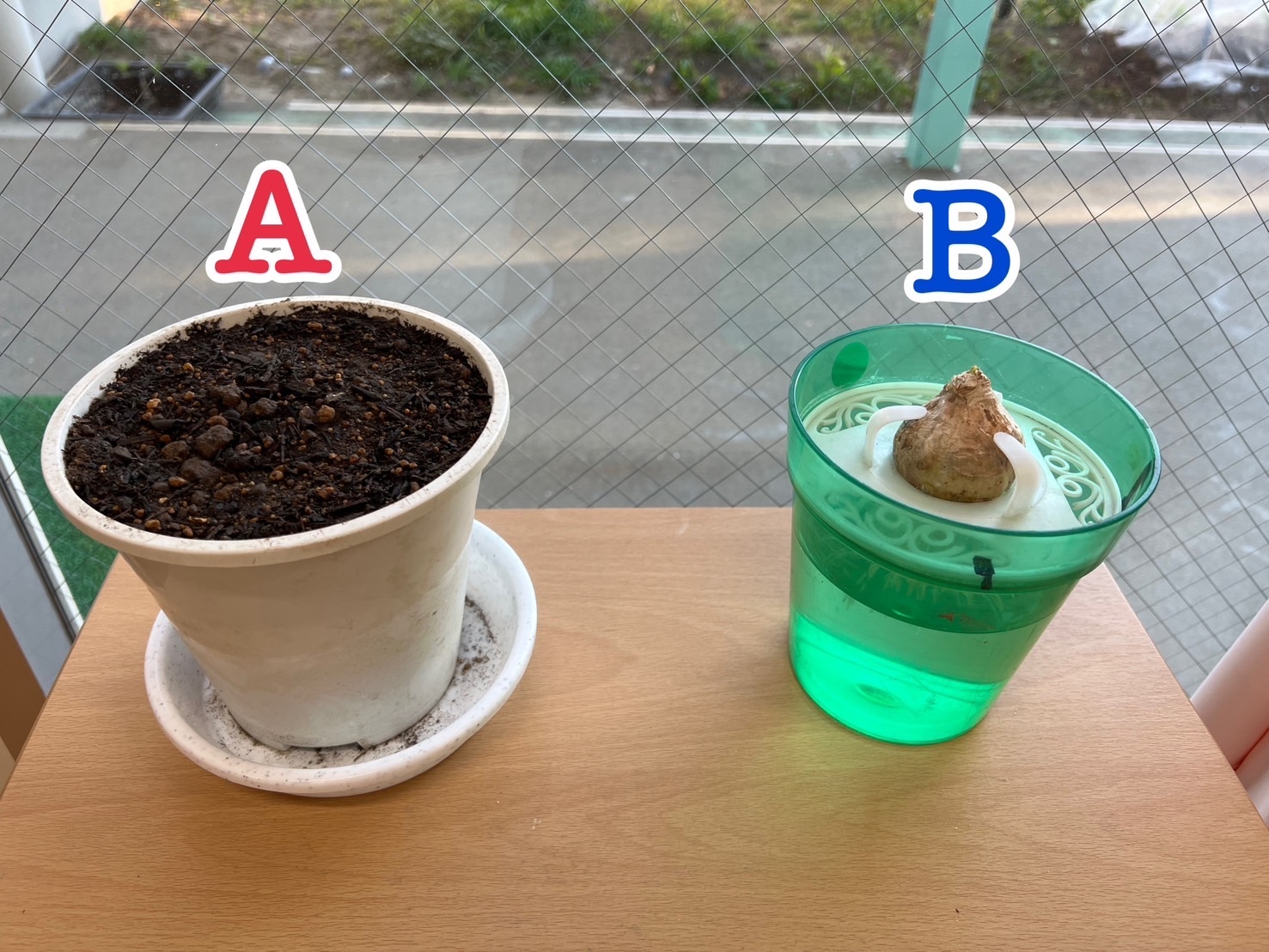 🔵ヒヤシンスを育ててみよう🪻