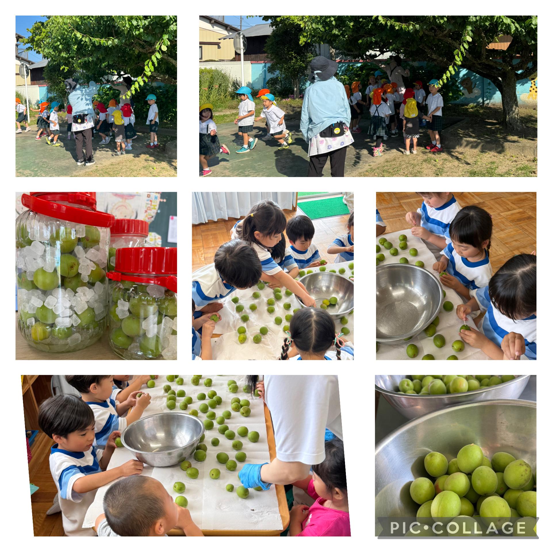 😋梅シロップ作り😋