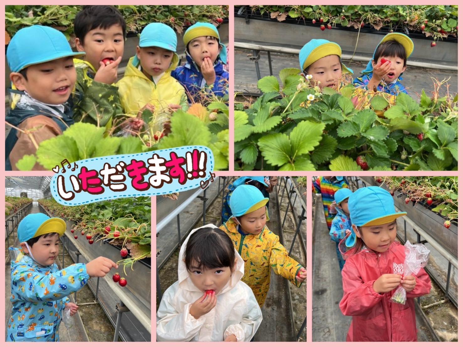 🔵雨の中のいちご狩り🍓