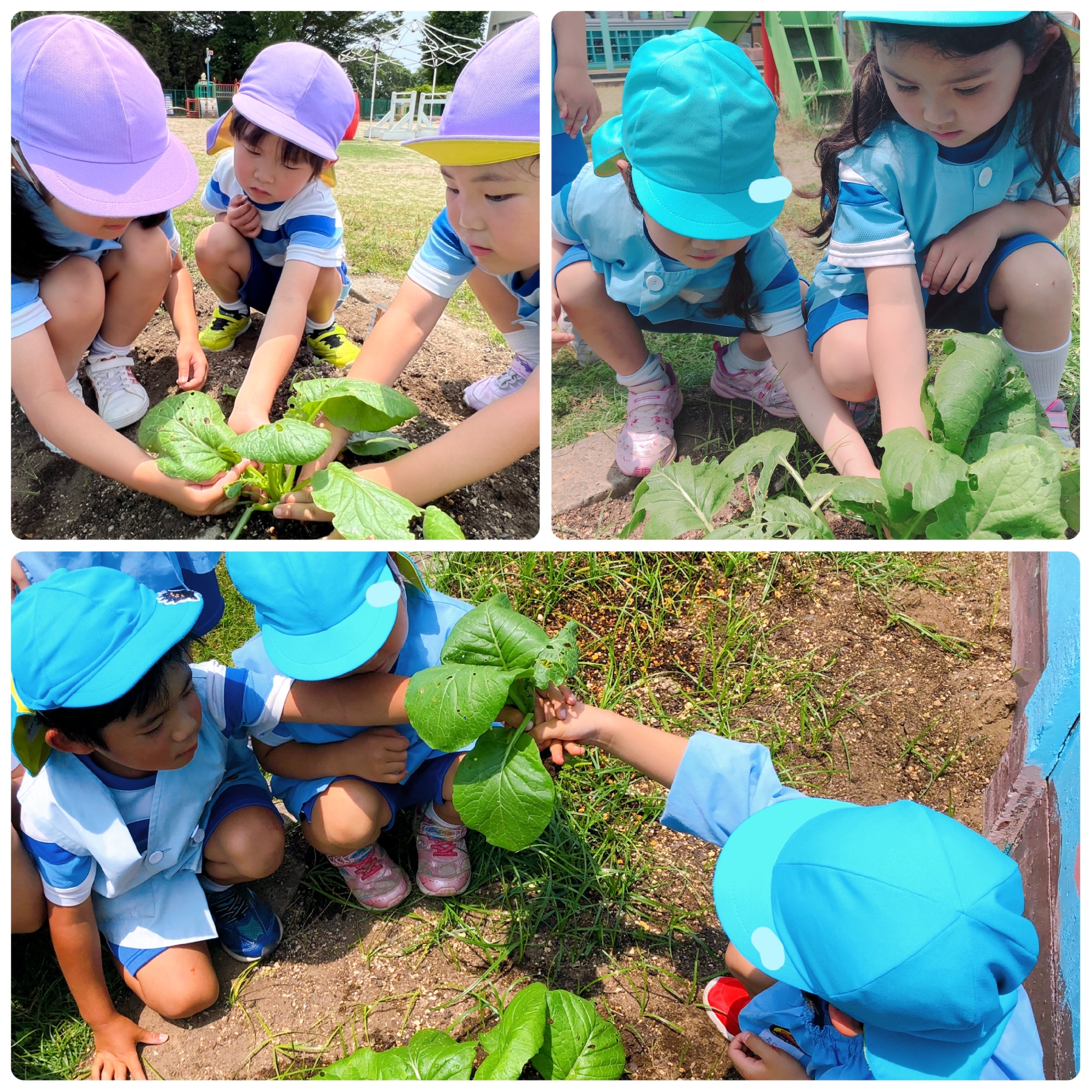 小松菜🥬を収穫しました✨